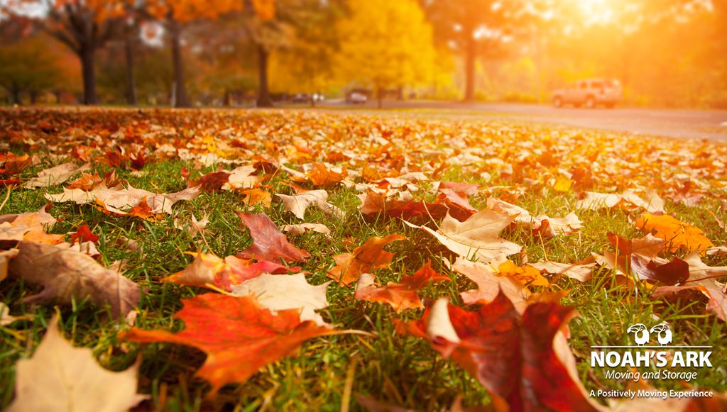 picture-of-tree-with-autumn-leaves