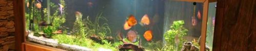 Fish Tank Moving Tips