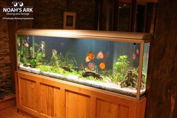 Fish Tank Moving Tips