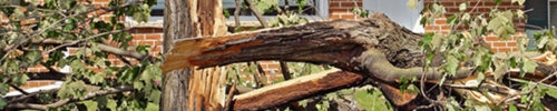 How to spot Dangerous Trees on your Property