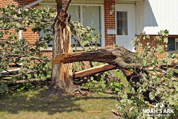 How to spot Dangerous Trees on your Property